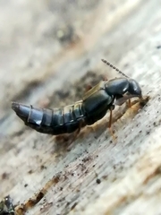 Parocyusa longitarsis