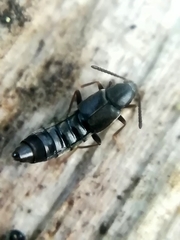 Parocyusa longitarsis