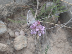 Astragalus hypoleucus