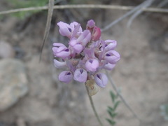 Astragalus hypoleucus