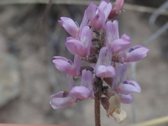 Astragalus hypoleucus