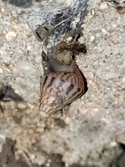 Limicolaria flammea
