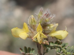 Dalea melantha