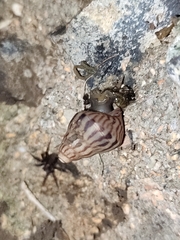 Limicolaria flammea