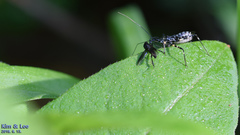 Sphedanolestes impressicollis