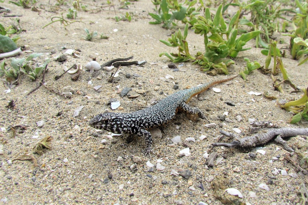 Liolaemus silvai