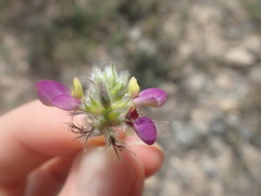 Dalea saffordii