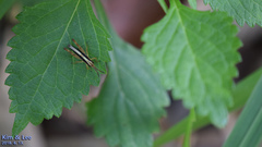 Megaulacobothrus aethalinus