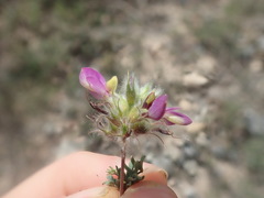 Dalea saffordii