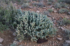 Tephrocactus articulatus
