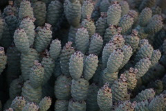 Tephrocactus articulatus