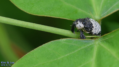 Sternuchopsis trifida