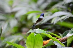 Psolodesmus mandarinus mandarinus