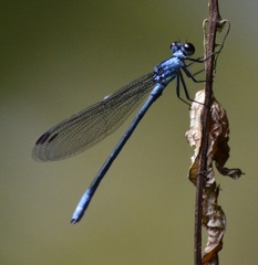 Bayadera brevicauda