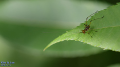 Phaneroptera nigroantennata