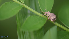 Pseudocneorhinus bifasciatus