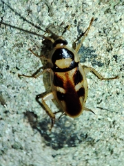 Supella