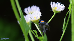 Macrobrochis staudingeri