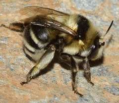 Anthophora atroalba