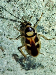 Supella