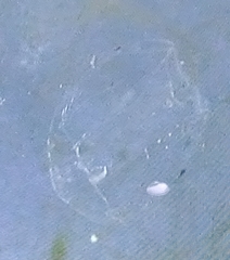 Bolinopsis microptera