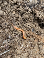 Scolopocryptops spinicaudus