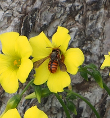 Rhodanthidium sticticum