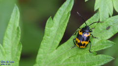 Gallerucida bifasciata