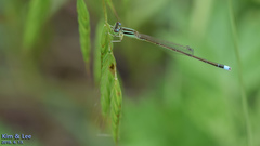 Ischnura asiatica