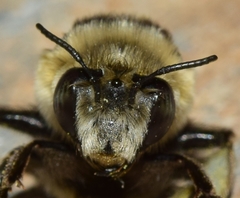 Anthophora atroalba