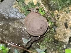 Rhysotina