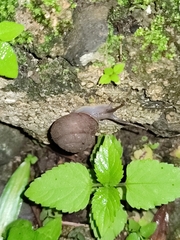 Rhysotina