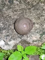 Rhysotina