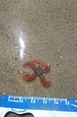 Ophiothrix spiculata