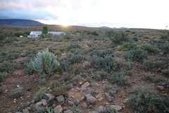 Tephrocactus articulatus