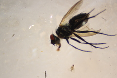 Leucostomatini