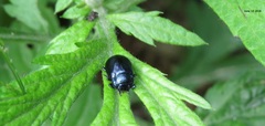 Chrysolina aurichalcea