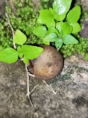 Rhysotina