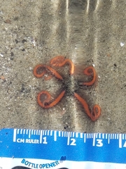 Ophiothrix spiculata