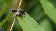 Helophilus eristaloidea