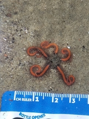 Ophiothrix spiculata