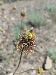 Sanguisorba minor balearica