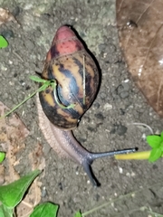 Archachatina marginata