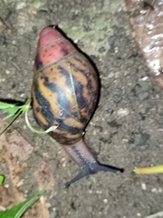 Archachatina marginata