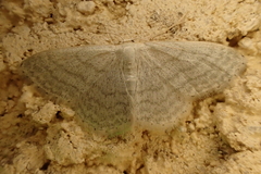 Idaea deversaria