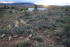 Tephrocactus articulatus