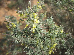 Wiborgia