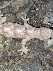 Hemidactylus mabouia