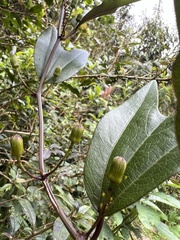 Passiflora chelidonea