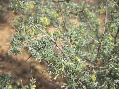 Wiborgia